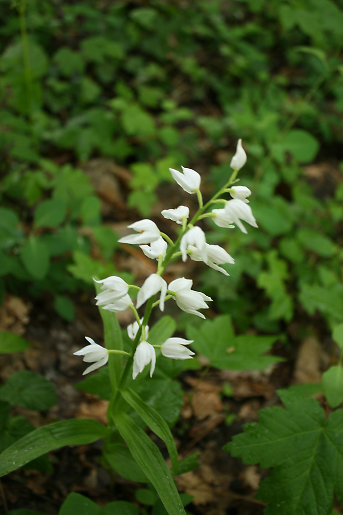 Identificazione: Cephalanthera longifolia, Faentino (RA)